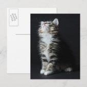 高い虎猫 ポストカード (正面/裏面)