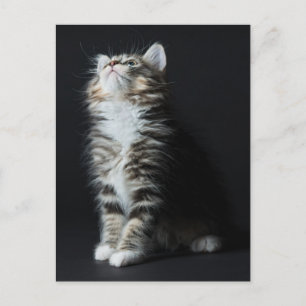 高い虎猫 ポストカード