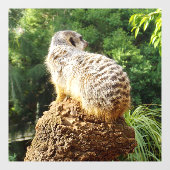 高い視聴回数を誇るミーアキャット, ウィンドウサイン (シート)