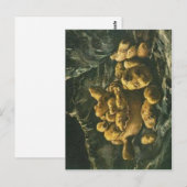 高い解像度は使用できません。トントフ・カルトフェルン ポストカード (正面/裏面)