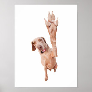 高い5 Weimaraner ポスター