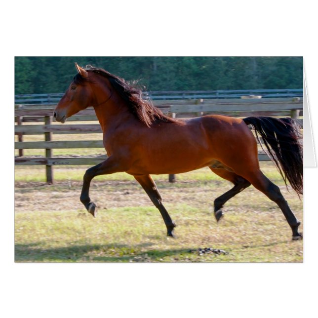 高くステップ (正面横)