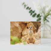 高く立っているマングース ポストカード (スタンド正面)