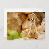 高く立っているマングース ポストカード (正面/裏面)