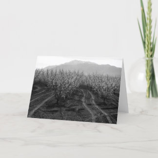 高さ、Mt.サンJacinto 1966年の禁止の果樹園 カード