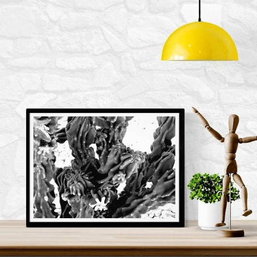 高コントラストサボテン写真//白黒 フォトプリント           