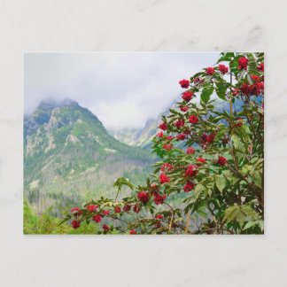 高タトラスロヴァキア ポストカード