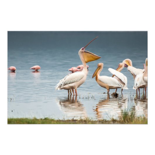 高品質写真プリントPelicans, Lake Nakura フォトプリント (正面)