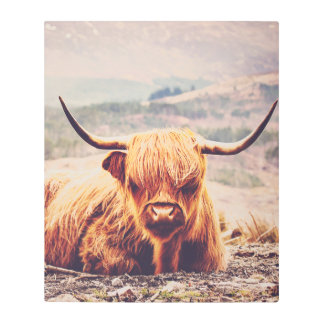 高地の牛のスコティッシュ農場の動物の壁画 メタルプリント