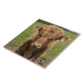 高地の牛子牛、Dufftownの近くで、 タイル (側面)