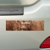 高地牛 バンパーステッカー (車上)