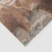 高地牛 薄葉紙 (詳細)