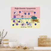 高密度リポ蛋白HDL図 ポスター (キッチン)