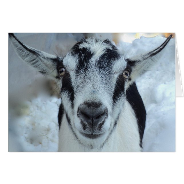 高山のヤギカード (正面横)