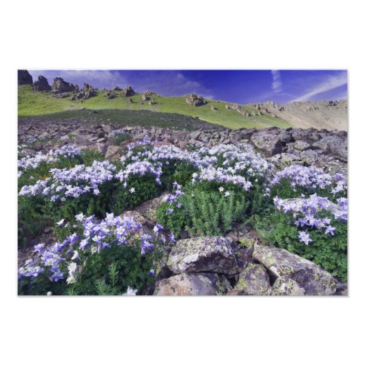 高山の草原の山々と野花、 フォトプリント (正面)