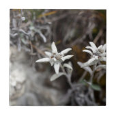 高山のEdelweiss タイル (正面)