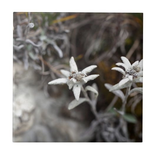 高山のEdelweiss タイル (正面)