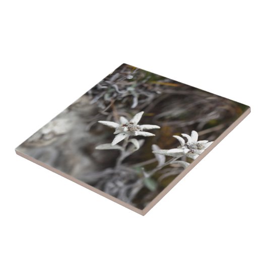 高山のEdelweiss タイル (側面)