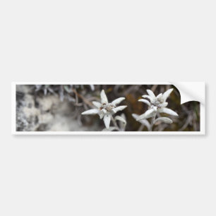 高山のEdelweiss バンパーステッカー