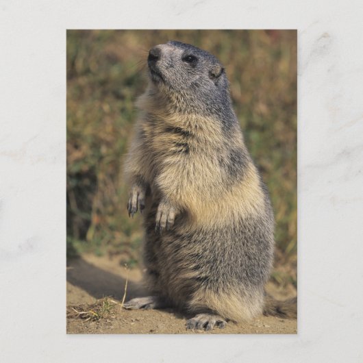 高山のMarmot、Marmotaのmarmota、大人の地位 ポストカード (正面)