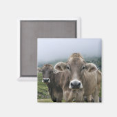 高山牛の磁石 マグネット (正面/裏面)