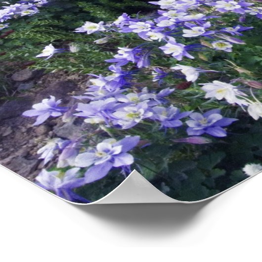 高山草原の山や山花 ポスター (角)