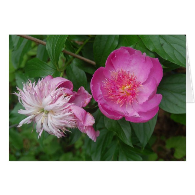 高慢と偏見 (正面横)