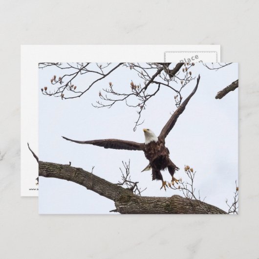 高揚 ポストカード (正面/裏面)