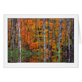 高水位の樺の木