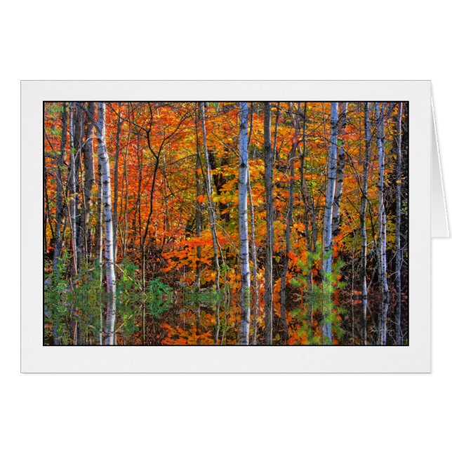 高水位の樺の木 (正面横)