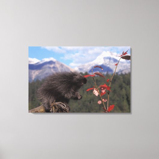 高筆の食べ物を与えクランベリーに一般的な山嵐 キャンバスプリント (正面)