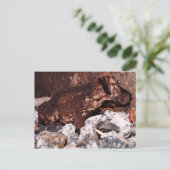 高級なトウガエルはがき ポストカード (スタンド正面)