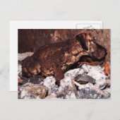 高級なトウガエルはがき ポストカード (正面/裏面)