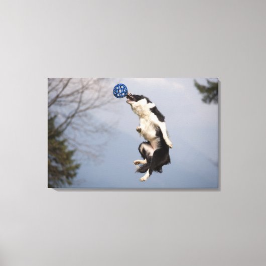 高縁どいボールをキャッチする直前のコリー キャンバスプリント (正面)