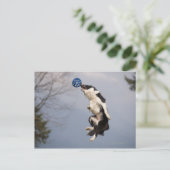 高縁どいボールをキャッチする直前のコリー ポストカード (スタンド正面)