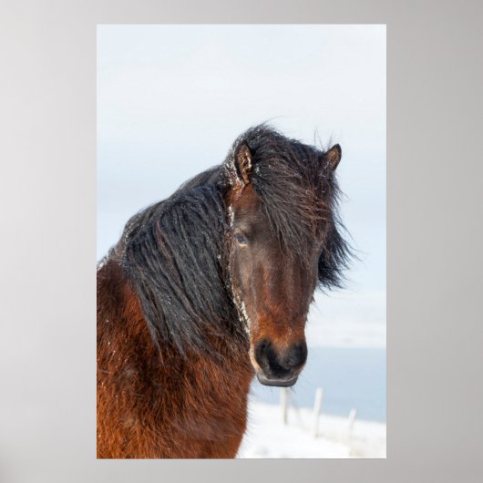 高貴なアイスランド馬の顔写真 ポスター (正面)