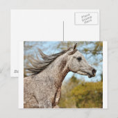 高貴誇りを持ったで ポストカード (正面/裏面)