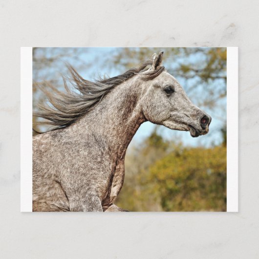 高貴誇りを持ったで ポストカード (正面)