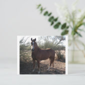 高速道路89付近の馬 ポストカード (スタンド正面)