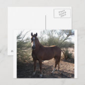 高速道路89付近の馬 ポストカード (正面/裏面)