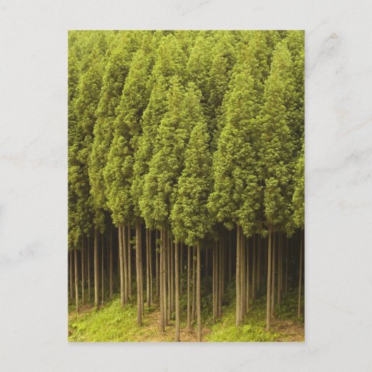 高野杉木 ポストカード (正面)