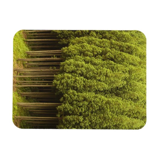 高野杉木 マグネット (横)