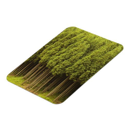 高野杉木 マグネット (左側)