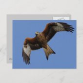 高騰する赤い凧 ポストカード (正面/裏面)