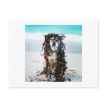 髪に海藻を入れた犬