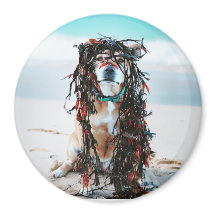 髪の毛に海藻が入った犬。ステイフオンビーチ