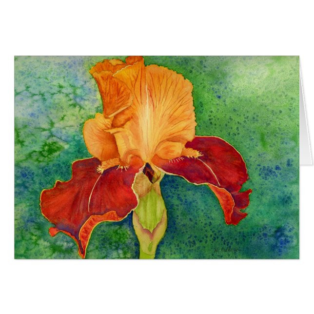 髭があるアイリス (正面横)