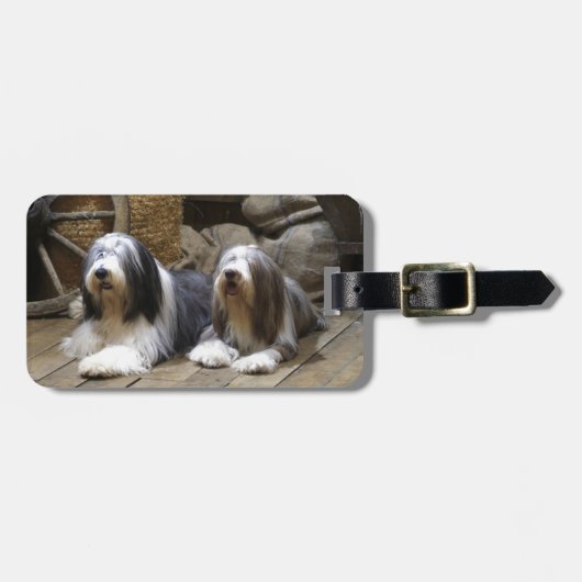 髭があるコリー ラゲッジタグ (正面横)