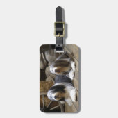 髭があるコリー ラゲッジタグ (正面縦)