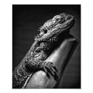 髭があるドラゴンの写真ポスター フォトプリント
